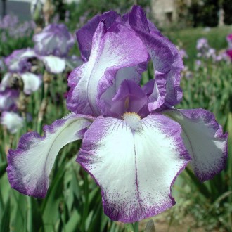 Iris  'Dotted Swiss'