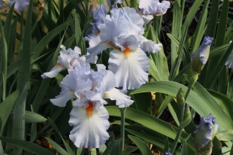 Iris  'Princess Caroline de Monaco'