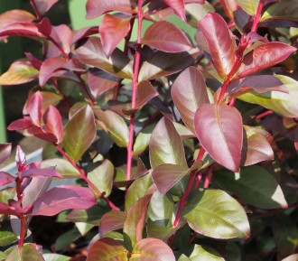 Lagerstroemia indica 'Rhapsody in Blue'