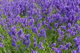 Lavandula angustifolia 'Forever Blue'