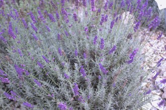 Lavandula angustifolia 'Imperial Gem'