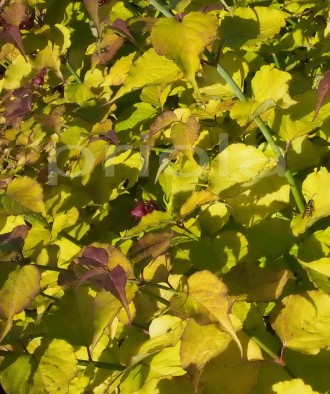 Leycesteria formosa 'Little Lanterns'