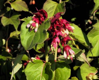 Leycesteria formosa 'Purple Stem'