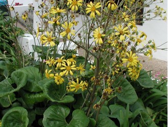 Ligularia tussilago 'Gigantea'