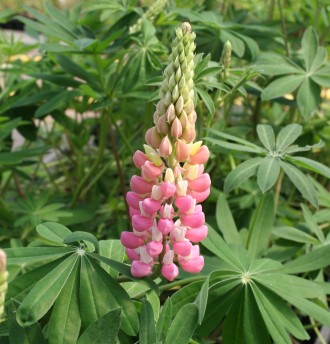 Lupinus polyphyllus nanus 'Gallery Rose'