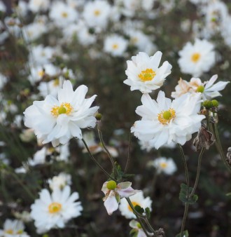 Anemone hybrida 'Whirlwind'