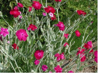 Lychnis coronaria
