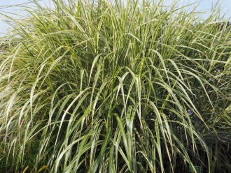 Miscanthus sinensis 'Variegatus'