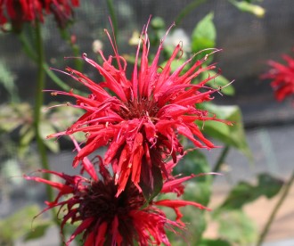 Monarda  'Cambridge Scarlet'