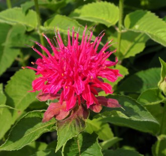 Monarda  'Pink Supreme'