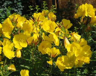 Oenothera fruticosa