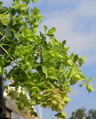 Origanum  'Bellissimo'