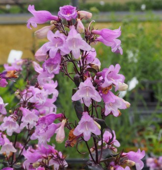 Penstemon digitalis 'Pocahontas'