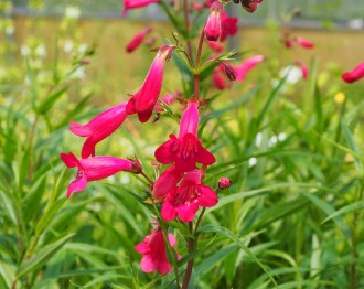 Penstemon hybridus 'Garnet'