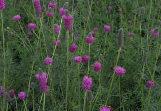 Petalostemon purpureum