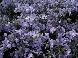 Phlox divaricata subsp. laphamii 'Cattahoochee'