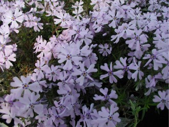 Phlox subulata 'G.F. Wilson'