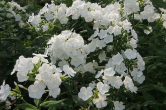 Phlox amplifolia 'Waupee'