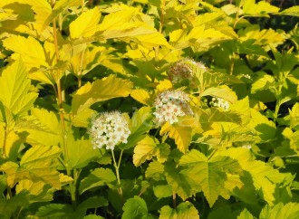 Physocarpus opulifolius 'Angel Gold'