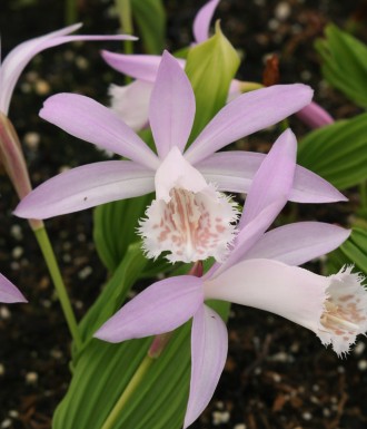 Pleione formosana