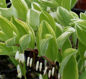 Polygonatum falcatum 'Variegatum'