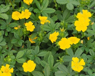 Potentilla pyrenaica