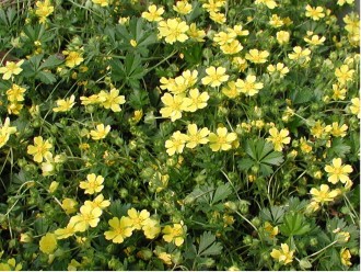 Potentilla recta