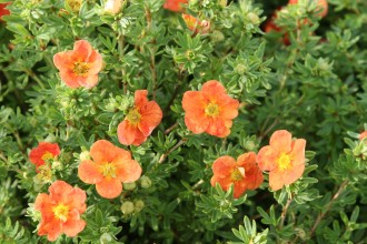 Potentilla fruticosa 'Red Ace'