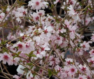 Prunus incisa 'Oshidori'