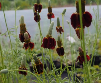 Ratibida columnifera var. pulcherrima