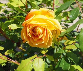 Rosa  'Golden Celebration'