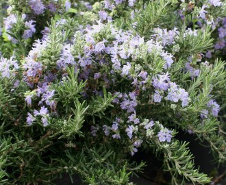 Rosmarinus officinalis 'Benenden Blue'