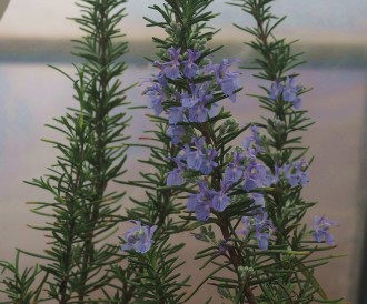 Rosmarinus officinalis 'Blaulippe'