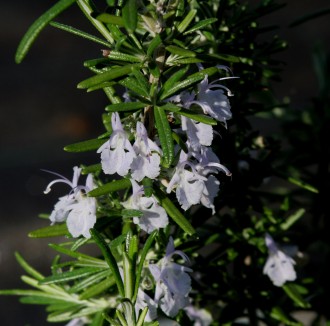 Rosmarinus officinalis 'Israelii Commercial'