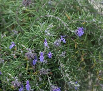 Rosmarinus officinalis 'Punta di Canelle'