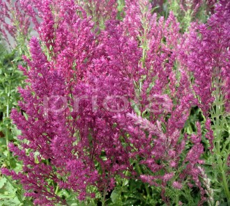 Salvia nemorosa 'Schwellenburg'