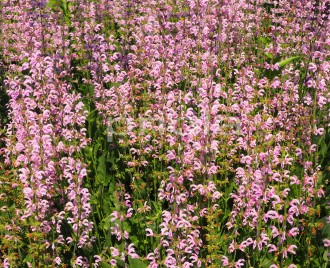 Salvia  'Eveline'