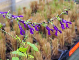 Salvia hybrida 'Jean’s Purple Passion'