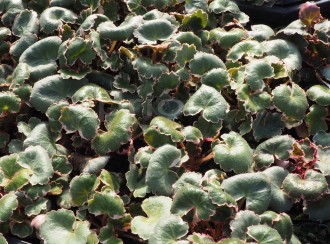 Saxifraga sarmentosa 'Variegata'