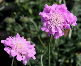Scabiosa graminifolia 'Pink Mist'