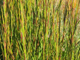 Schizachyrium scoparium 'Cairo'