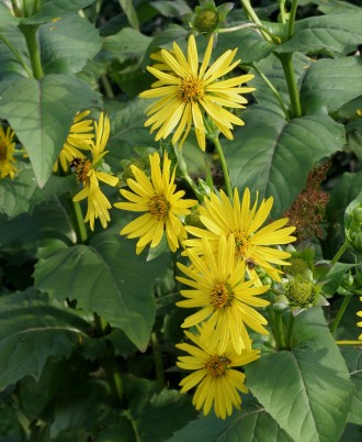 Silphium perfoliatum
