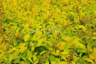 Spiraea prunifolia 'Goldfire'