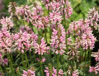Stachys monierii 'Spitzweg'