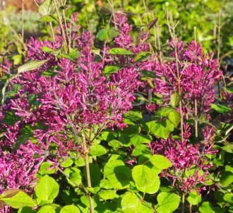 Syringa  'Bloomerang Dark Purple'