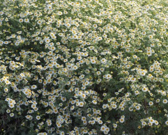 Tanacetum niveum 'Jackpot'