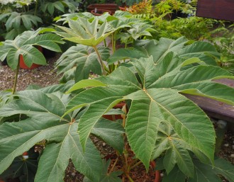 Tetrapanax papyrifer 'Rex'