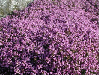 Thymus serpyllum f. coccineus