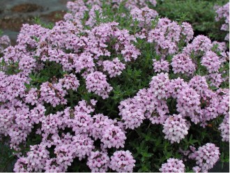 Thymus sp. (prov. Turchia)