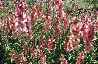 Verbascum chaixii 'Cotswold Queen'